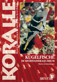 E-Book Kugelfische im Meerwasseraquarium