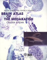 E-Book Brain atlas of the mekadafish